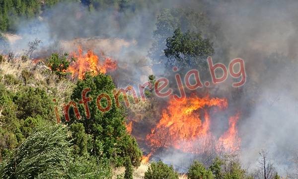 Англия дава 10 млн. лири за Амазонската гора, Ди Карио – 5 млн. долара