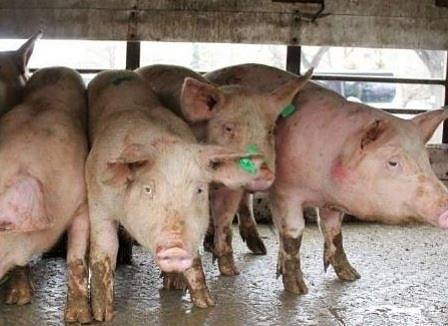 Правителството отпусна 28 млн. лв. за обезщетения на свиневъдите