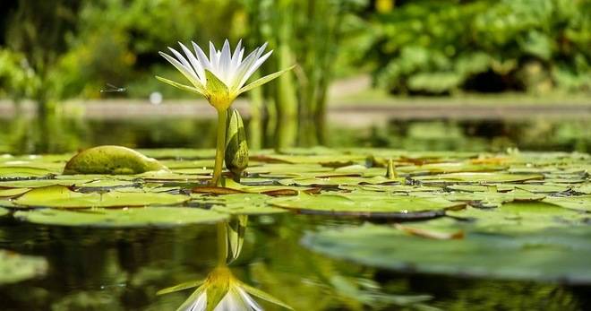 Защо Botanical Origin не може да бъде европейска марка?