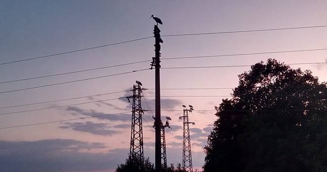 ЩЪРКЕЛИ СЕ СЪБИРАТ ЗА ОТЛИТАНЕ НА ЮГ РАЗЛИЧНИТЕ НОВИНИ DIFFERENT NEWS