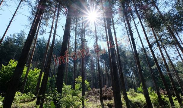 Слънчево и топло поне още седмица