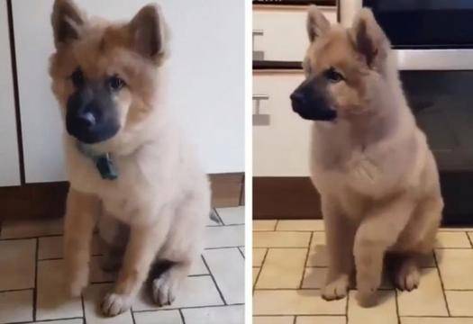 Забавната реакция на кученце покори сърцата на потребителите в мрежата ВИДЕО |