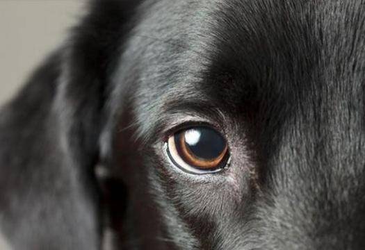 Куче, достойно за “Оскар“, стана хит в мрежата ВИДЕО |