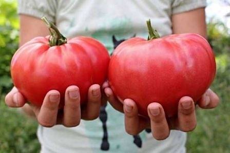 Стартира третото издание на Фестивала на розовия домат в София