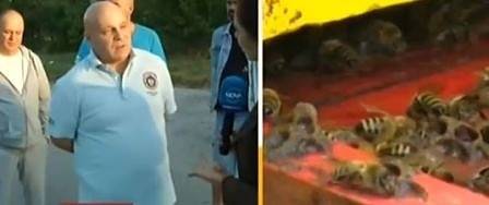 Пчелари на бунт, искат затвор за ползването на пестициди