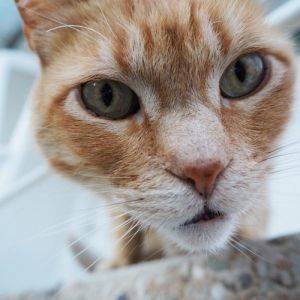 Видеонаблюдение за домашен любимец