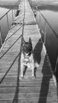 Почина кучето Вихрен, служило 12 г. в ГДБОП