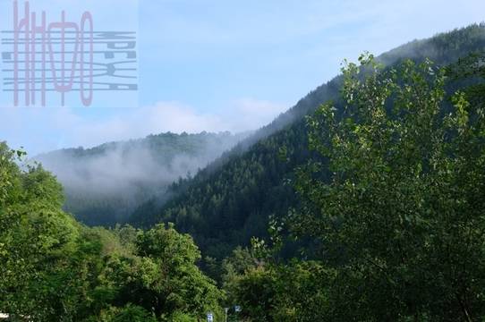 Заразено с чума диво прасе е намерено на Предел