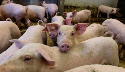 Умъртвяват 4000 прасета във видински свинекомплекс
