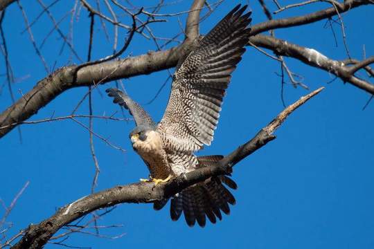 Северна Америка е загубила почти 30% от популацията си на птици само за 49 години