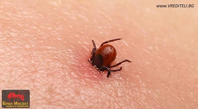 Лаймска болест (Morbus laimi) или борелиоза – бъдете информирани