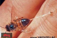 Какво е анафилактичен шок – разберете от Бран Инсект?