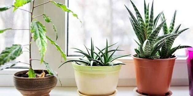 6 растения, които облекчават стреса