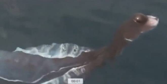 Заснеха странно създание край бреговете на Тайланд (видео)