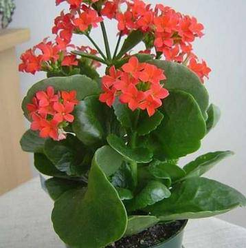 Чудодейните свойства на това домашно цвете лекуват куп болести!