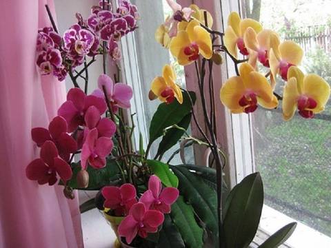 Тайната, която нито един цветар в магазина няма да ви каже: как да ухажваме орхидеята, така че да ни радва с обилен цвят!