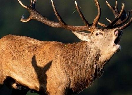 Болест превръща елени в зомбита, възможно е да се заразят и хора