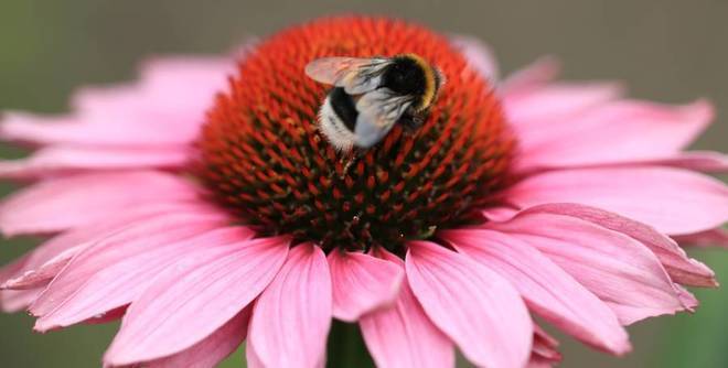 Какво представлява ехинацеята и ефективна хранителна добавка ли е тя?