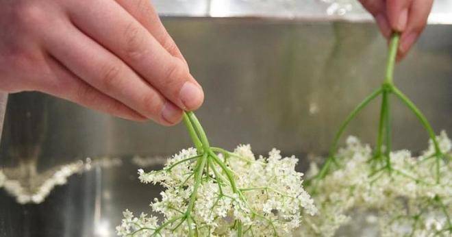 Оригинална рецепта за сироп от бъз-Точни пропорции и време-Тъкмо е цъфнал, така че сега му е времето!