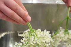 Оригинална рецепта за сироп от бъз-Точни пропорции и време-Тъкмо е цъфнал, така че сега му е времето!