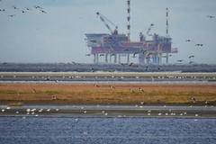 Ето какво се случва с петрола, паунда и еврото |