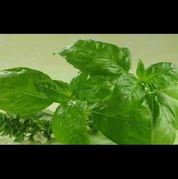 Бог го е изпратил на хората: Антибиотик, Антиоксидант, Изчиства кръвта, Унищожава холестерола …