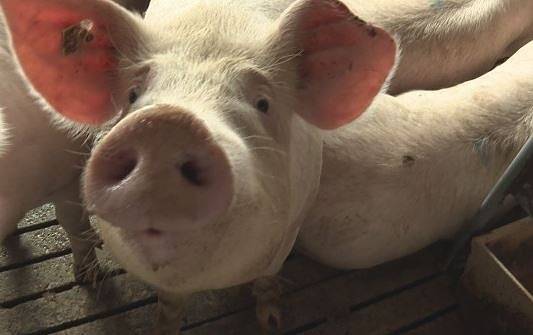 Чумата вероятно ще убие една четвърт от прасетата по света