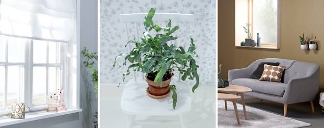 Петте елемента на фън шуй: хармония у дома