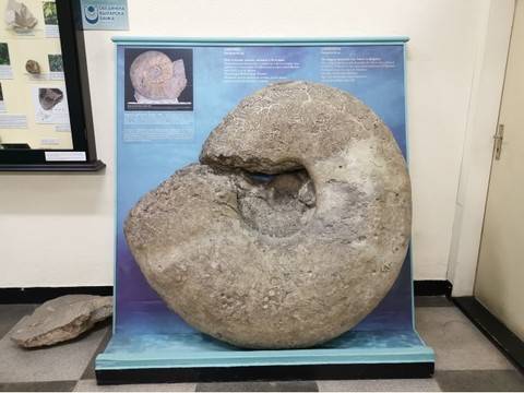 Най-големият фосил в България e открит през 1932 г.