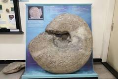 Най-големият фосил в България e открит през 1932 г.