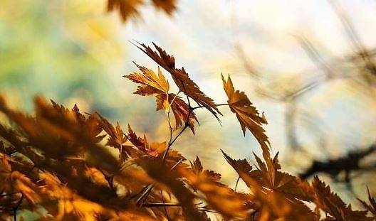 Днес слънчево с максимални температури между 15° и 20°