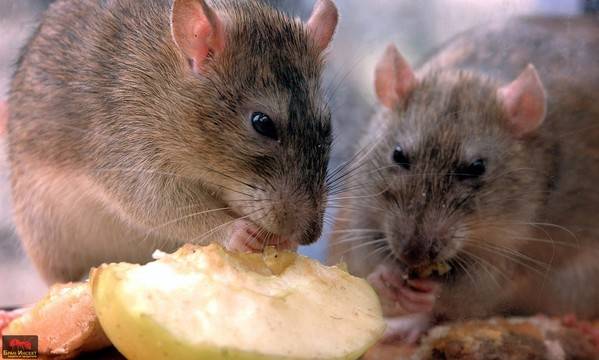 Плъховете в България