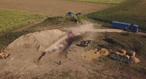 Започва проверка за замърсяване на площите, където са загробвани прасета