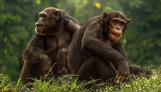 Нов реален сценарий на Планетата на маймуните ли е случващото се в Уганда?