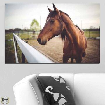 Картина пано за стена от 1 част с красив кафяв кон – HD-556-1