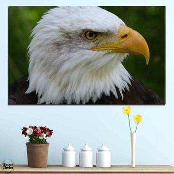 Картина пано за стена от 1 част с изображение на Белоглав орел – HD-613-1