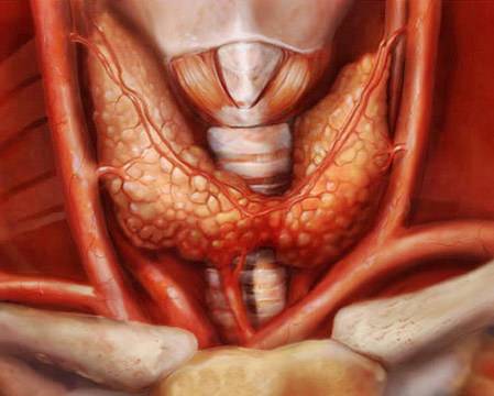 Безплатни прегледи на щитовидна жлеза в Плевен