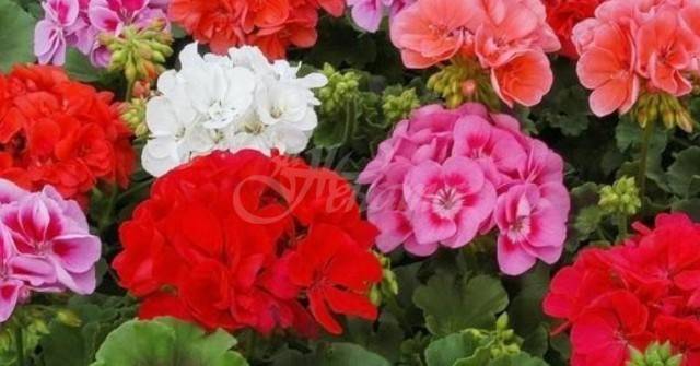 Целебните свойства на мушкатото, като цвете и лекарство за стомаха, бъбреците и белите дробове