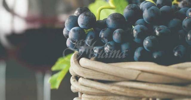 10 причини да ядете грозде всеки ден, особено ако имате такива заболявания