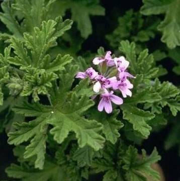 Забравихме за индришето, а не бива! Я колко болежки лекува! Високо кръвно, болно сърце-Рецепта, как да си го приготвите