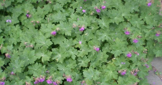 Ние я газим по земята и настъпваме, а това е билката, която сваля високото кръвно за минути и понижава кръвната захар