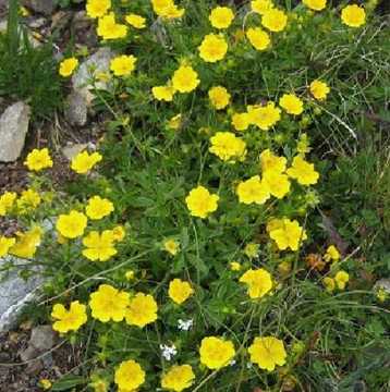 Очиболец рецепта за болки в стомаха