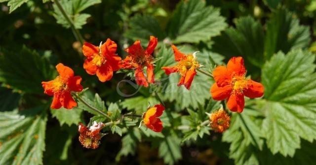 Билката на Баба Ванга, с която много хора отслабнаха