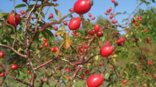 Професор Мермерски посочи кои болести лекува шипката