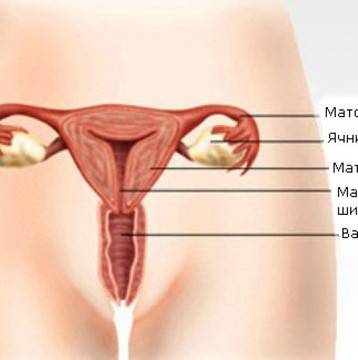 Всички вагинални инфекции се лекуват с тези средства!
