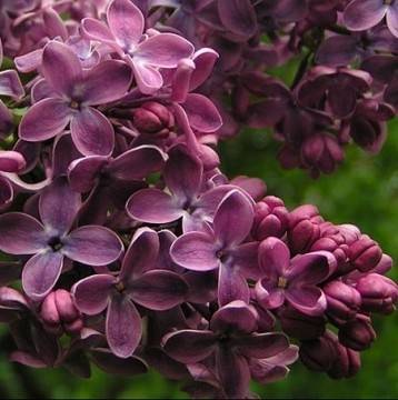 Всички го чупим от клоните, за да си го сложим в дома за красота, а никой не предполага, че лекува над 50 болежки