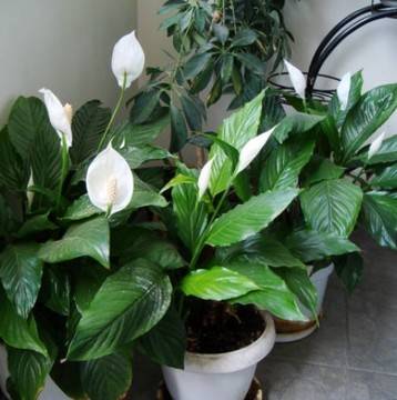 Това популярно цвете помага на всички жени! Вижте как! Наричат ог още „женско щастие“