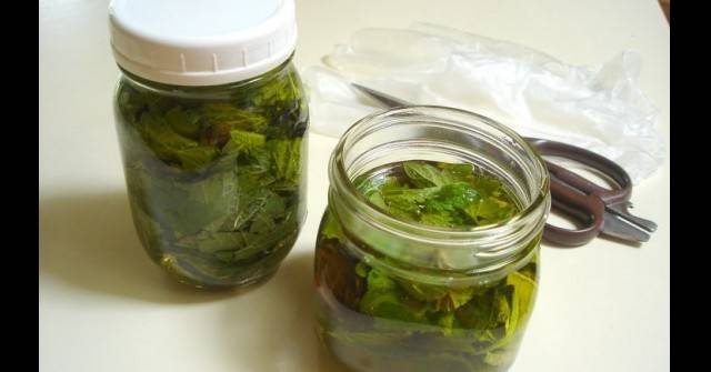 „Мед“ от коприва: 2 лъжици на ден! Лекува мигрена, чисти кръвта и ще се отървете от всички болежки!