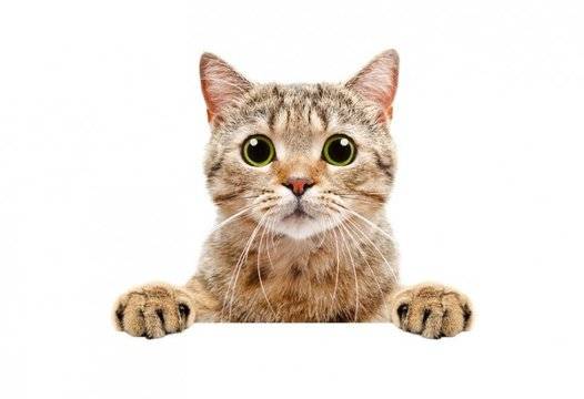 Руското правителство ще спасява… котките от студа |