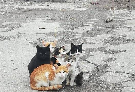 Уникални СНИМКИ на улични котки в София взривиха мрежата |